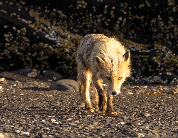 Kodiak Red Fox Larson Bay, Alaska