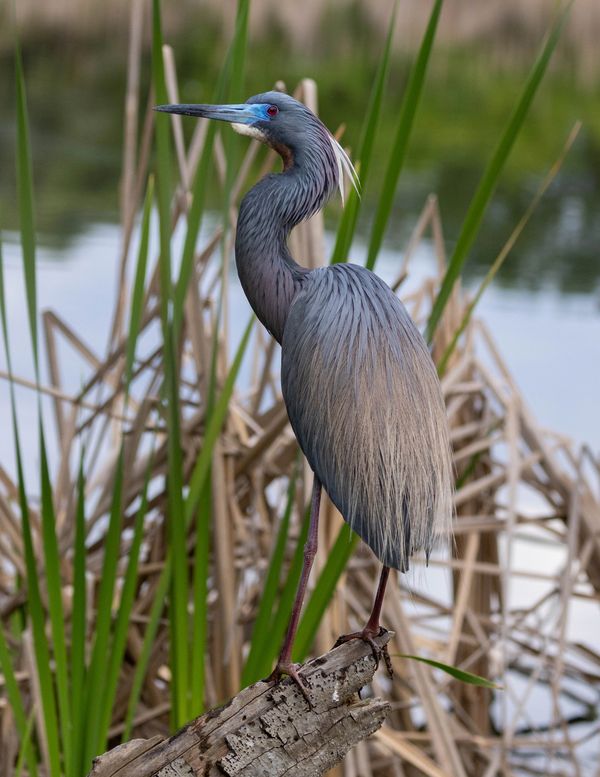 Little Blue Heron, South Carolina