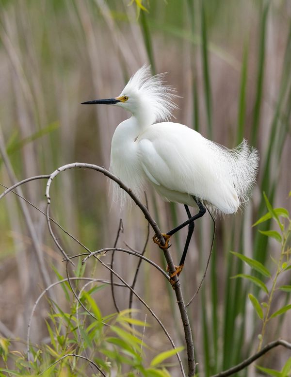 Little Egret perched on a branch  South Carolina 