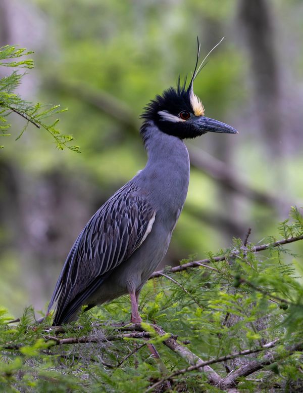 Yellow Crown Night Heron South Carolina