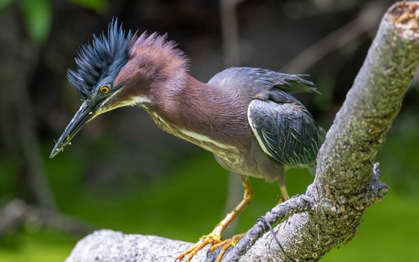 Little Green Heron South Carolina