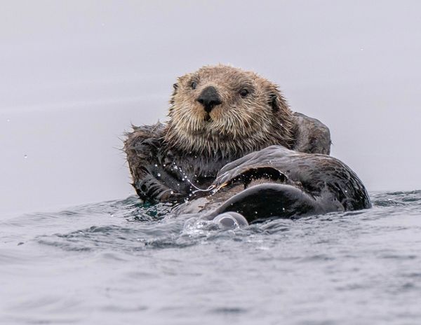 Sea Otter, Alaska