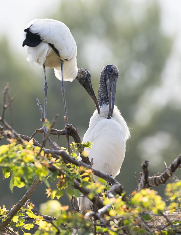 Pair of  Nesting Wood Stork's South Carolina