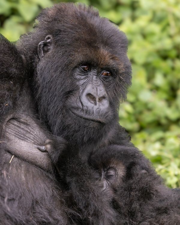 Female Mountain Gorilla and Infant Africa