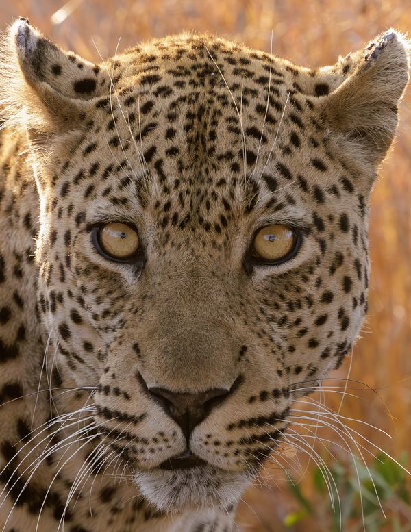 Leopard  Africa