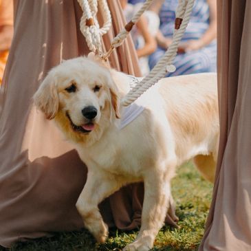 Golden retriever with a harness and leash outdoors.