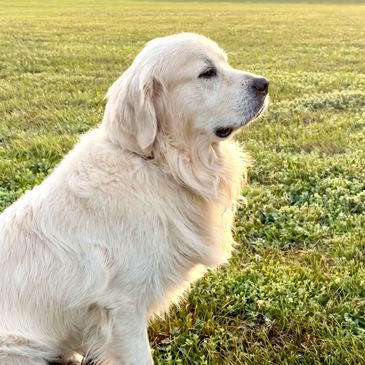 Golden retriever sitting on grass.