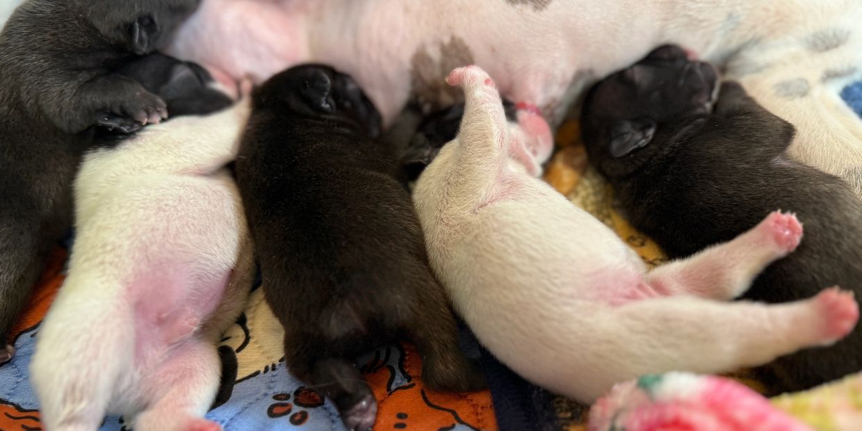 BABIES ARE HERE!! 