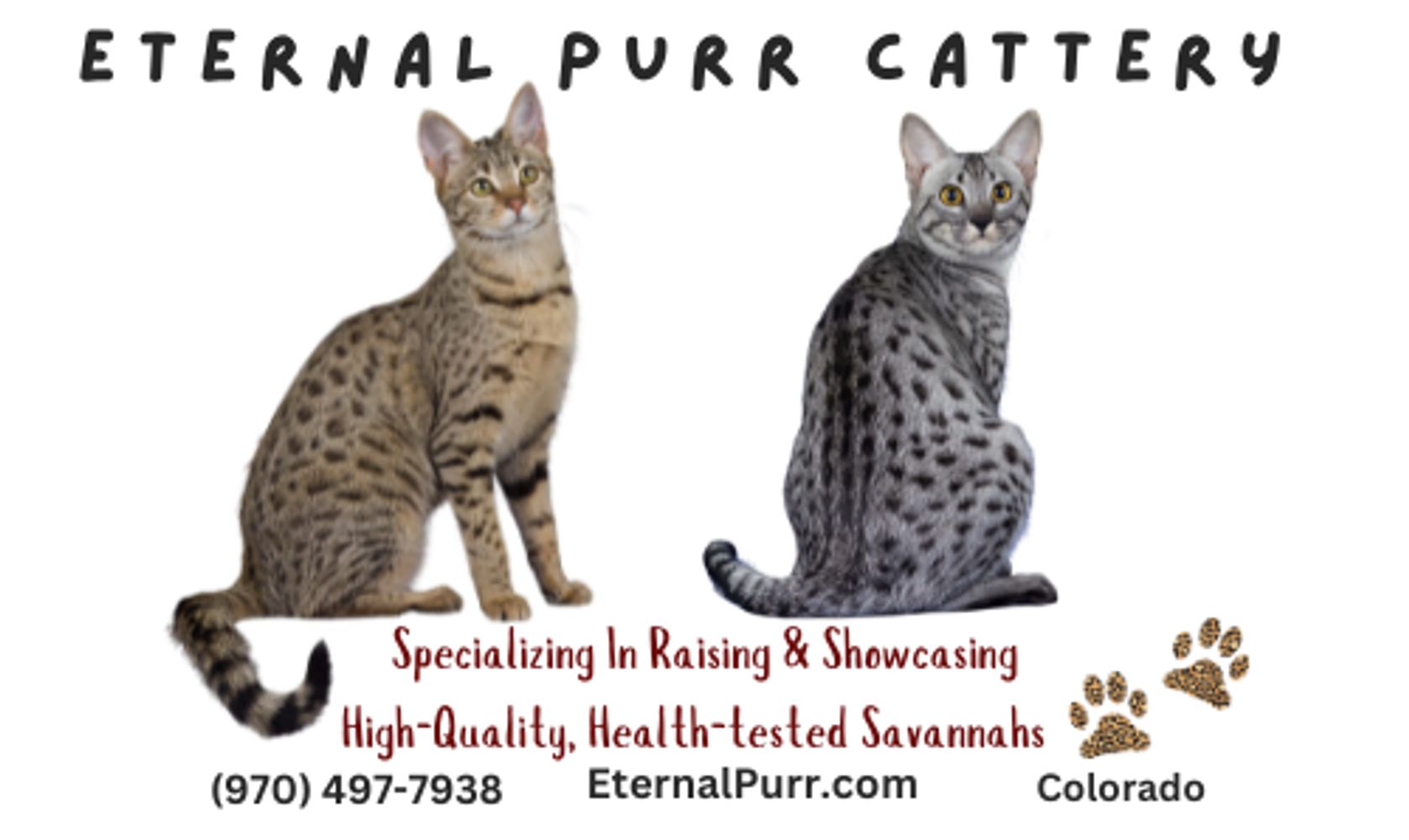 Cat Insurance Savannah Cats: Protect Your Exotic Pet