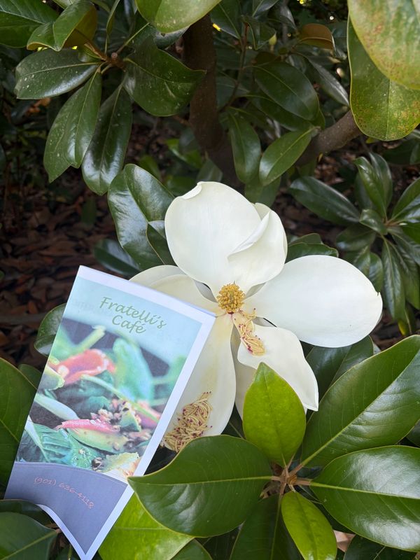 White magnolia flower with a Fratelli's Café menu.