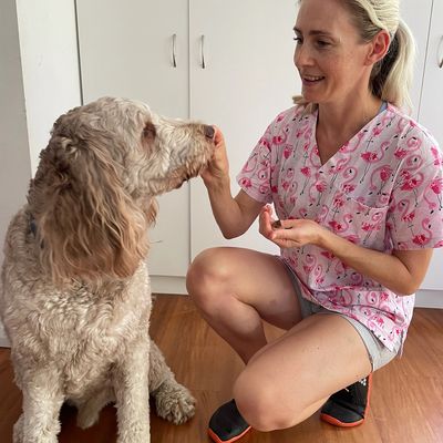 Woman in pink scrubs feeding a treat to a large dog indoors.