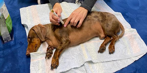Dachshund dog lying on his side having moxibustion acupuncture 