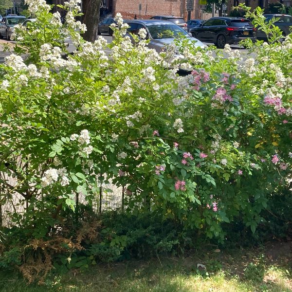 Bushes with white and pink flowers in a sunny urban garden.