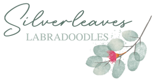 Silverleaves Labradoodles