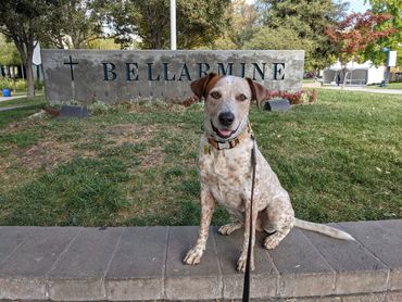 Polite Manners Dog Trainer Obedience San Jose Service Dog Balanced Positive Force Free Management