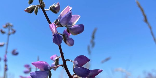 Wildflowers against a blue sky