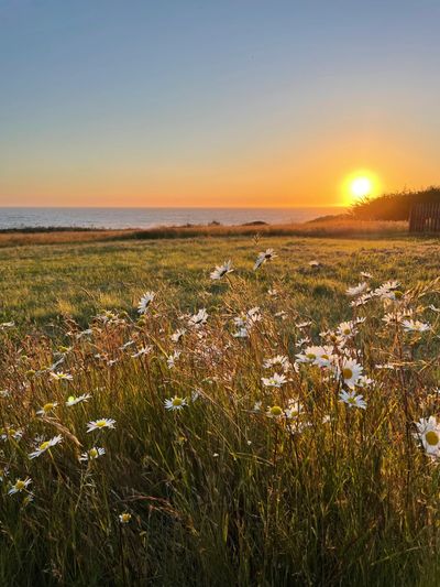 Daisy field by the ocean at sunset