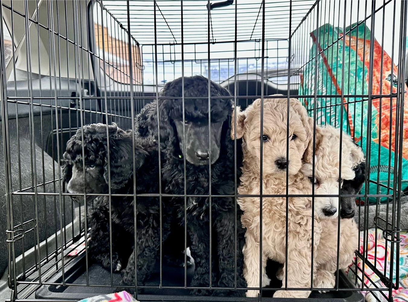 A litter of Moyen Poodle puppies on their first car ride.