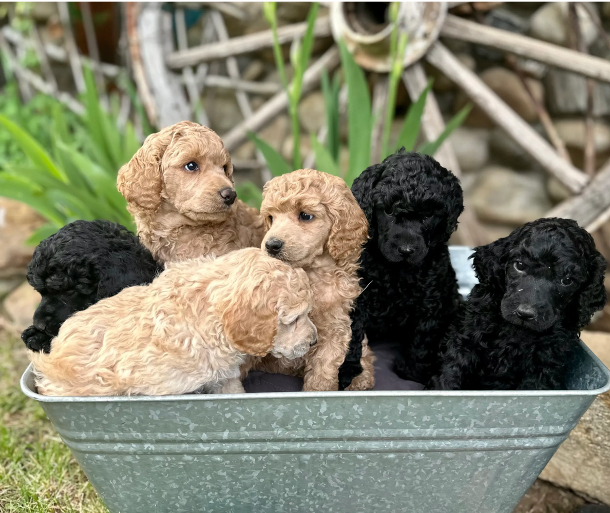 A tub of Moyen poodle puppies!