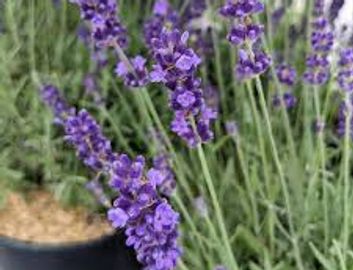 En format de 2 gallons