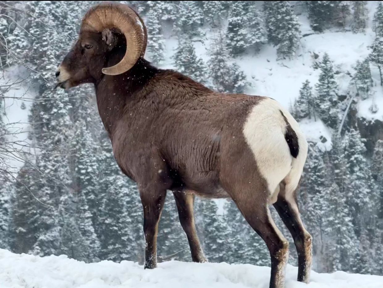 A bighorn sheep standing on snow with a forest background.