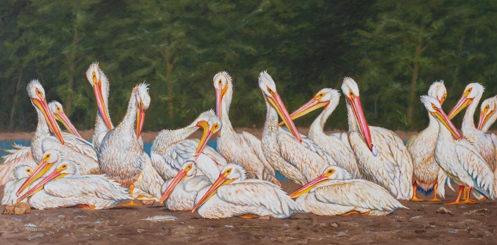 Preening Pelicans