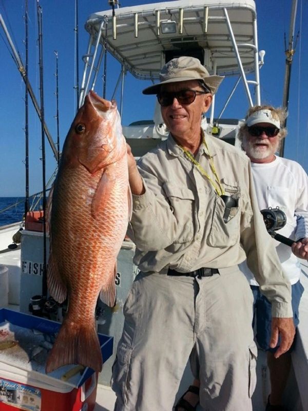 Mangrove Snapper