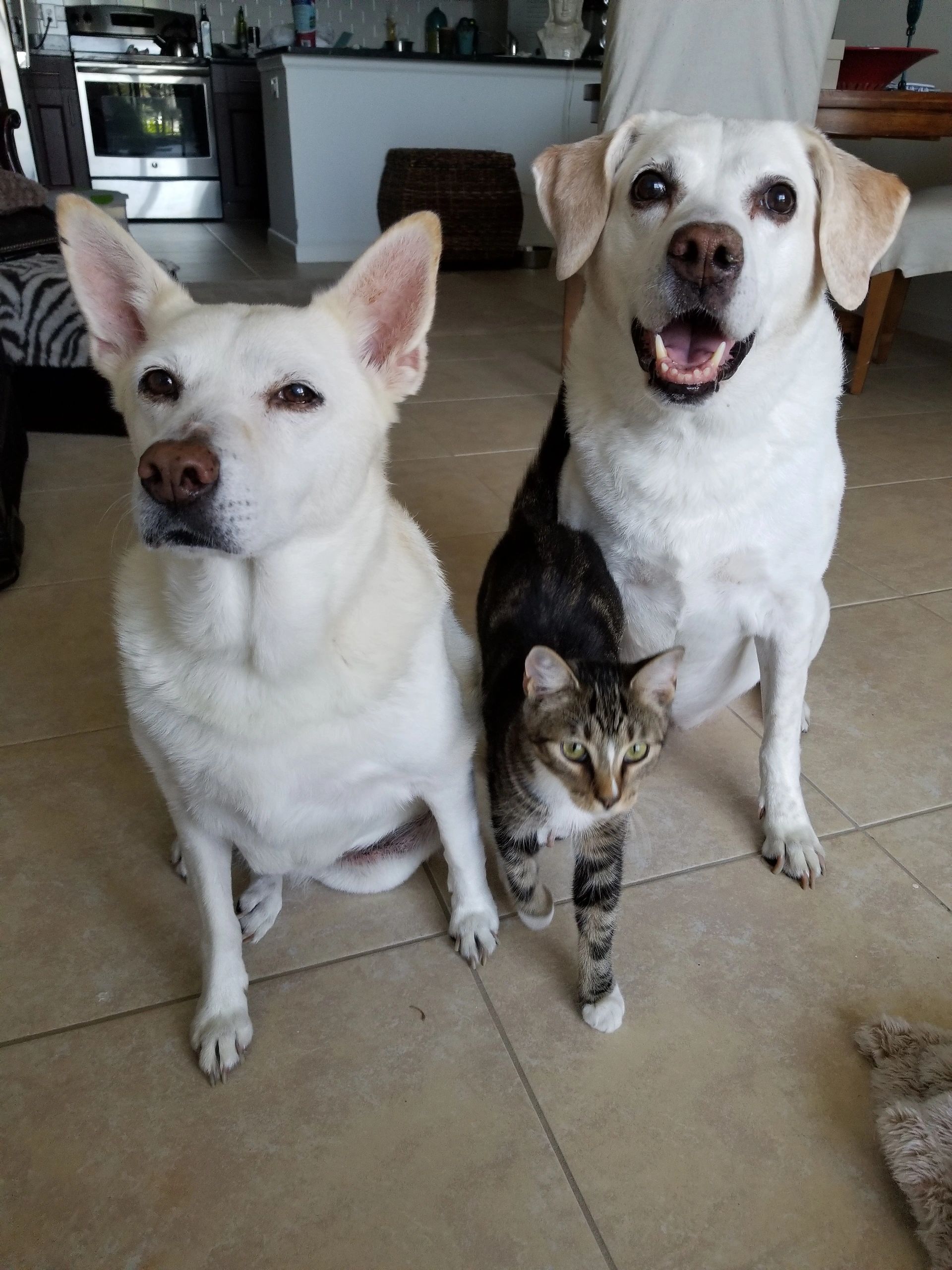 dog and cat care in home pet care dog loves cats cat gets along with dogs simba