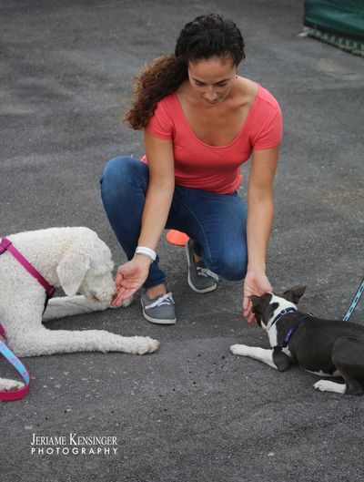 Dog training, basic manners, teaching dogs tricks