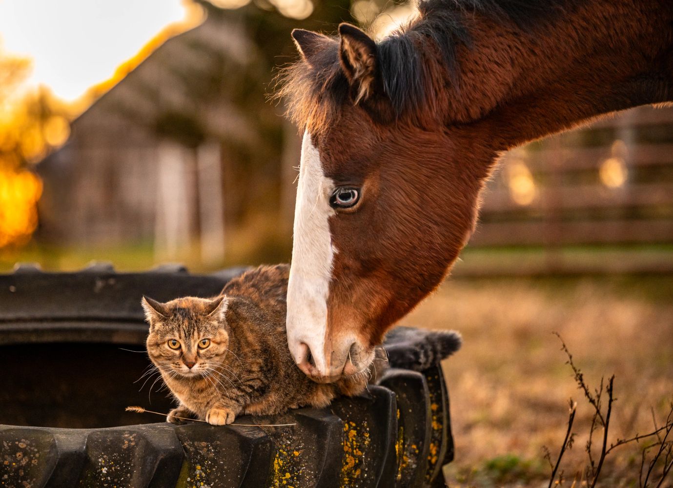 Weanling horse and cat