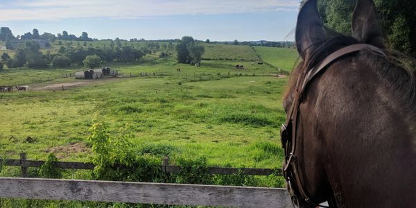 Looking out on pastures from outdoor.