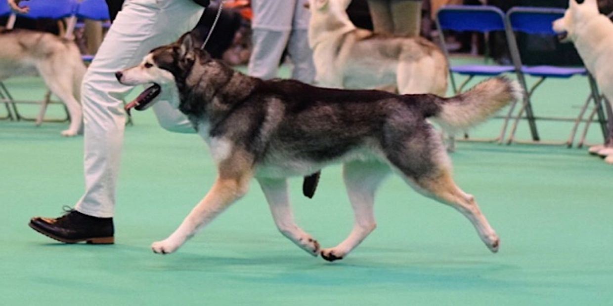 Timmy on the move at Crufts 2017