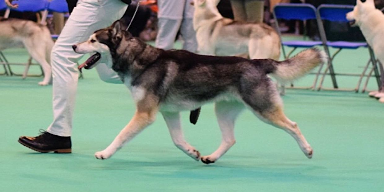 Timmy on the move at Crufts 2017