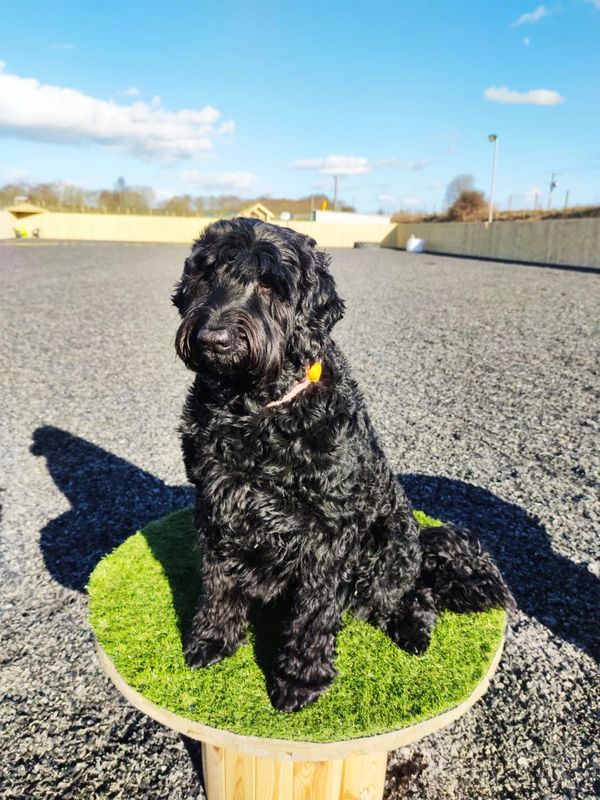 Fife Secure Dog Park