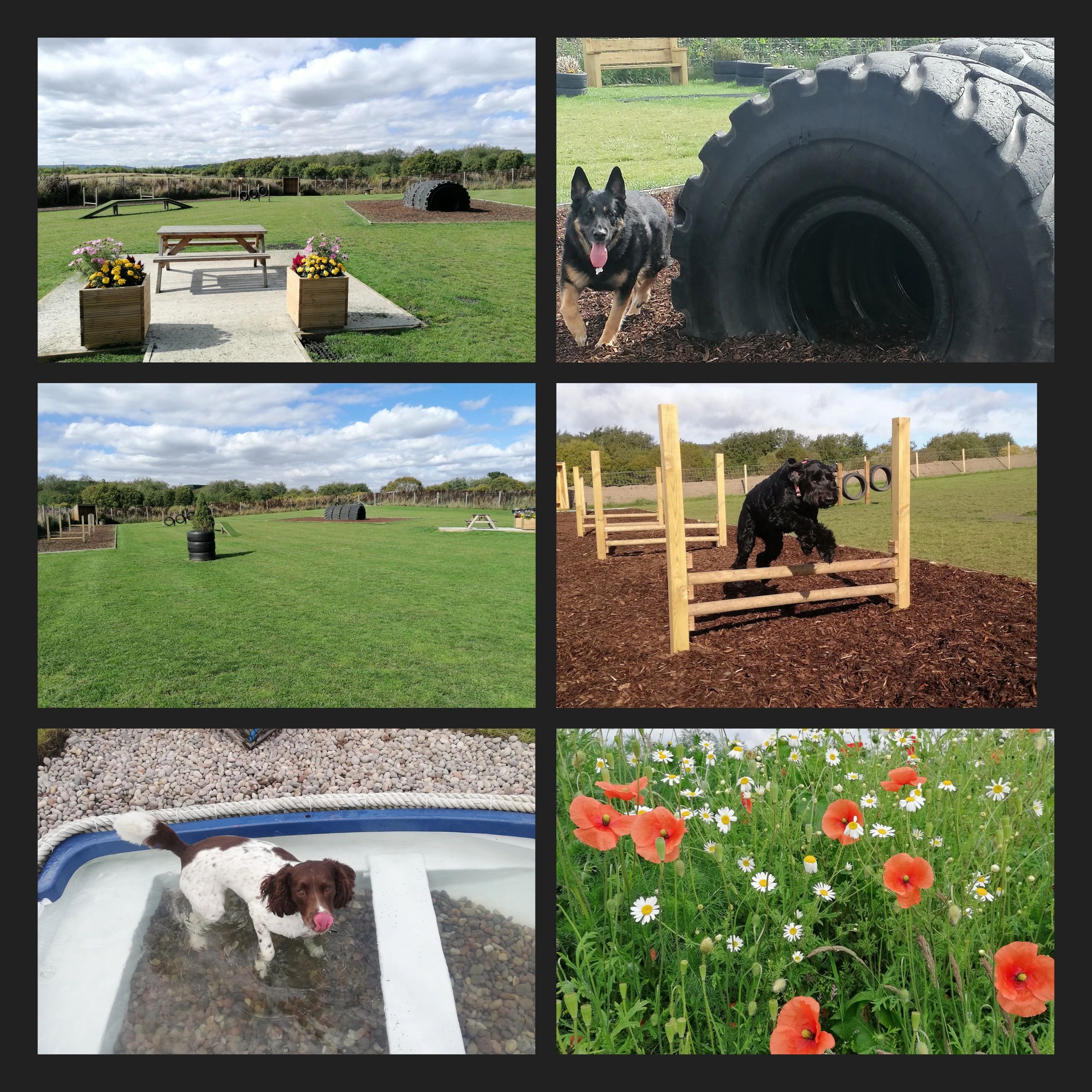 Field 2 Confidence/ Sensory (up to 3 dogs)