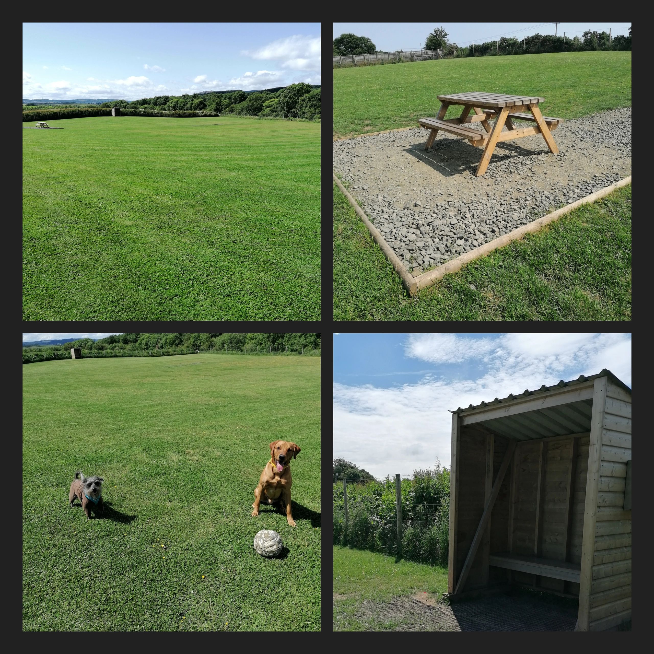 Field 1 Run/ Training 1 hour ( up to 3 dogs)