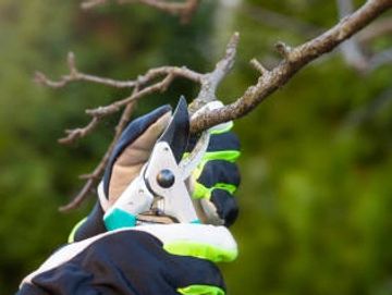 Small tree pruning