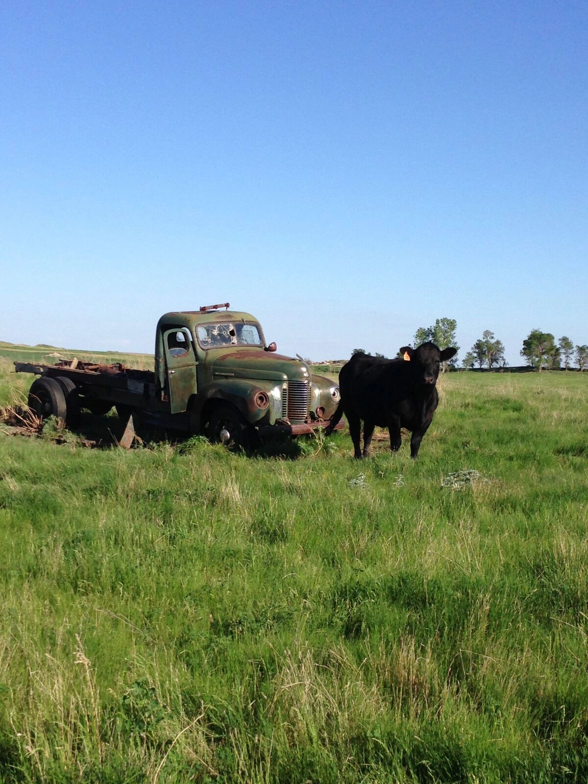 Homestake Ranch Homestake Ranch - Cattle for Sale, Red Angus Simmental