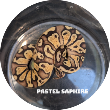 Pastel Sapphire ball python coiled inside a clear container.