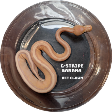 A G-Stripe Banana Het Clown snake in a clear plastic container.