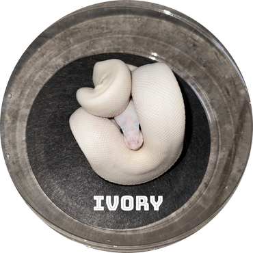 Ivory-colored snake curled up in a round container.