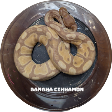 A Banana Cinnamon ball python coiled in a clear plastic container.