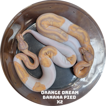 Two orange dream banana pied ball pythons coiled in a round container.