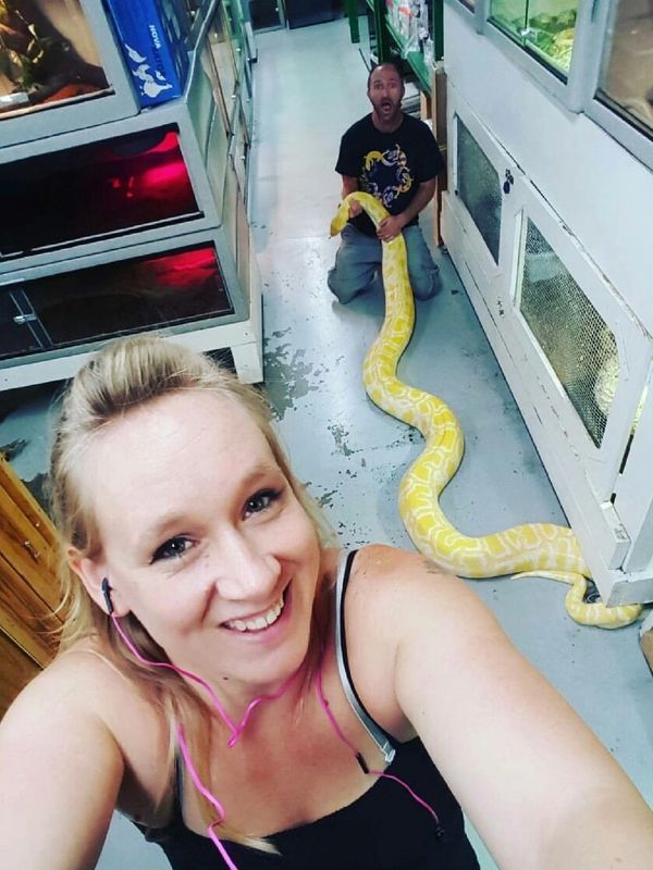 Giant albino burmese python
Cleo the Albino Burmese 16ft long