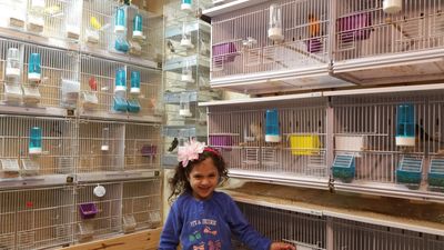 canary breeding room