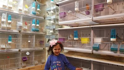 canary breeding room