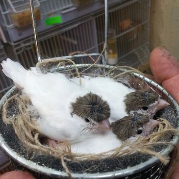 young crested stafford canaries 