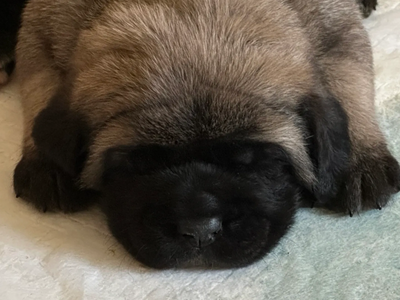 Nell X Calisto 
pup 2025