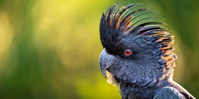 Black Cockatoo at Perry lakes