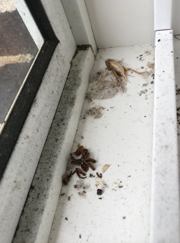 dirty window frames 